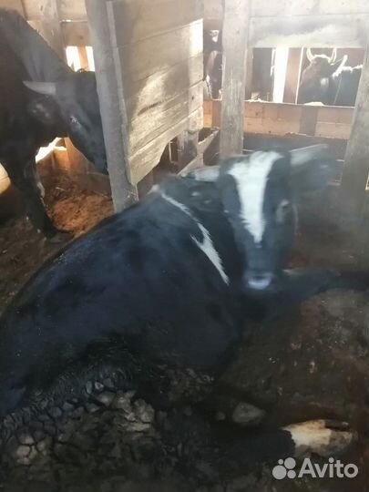 Продаём быка по пред заказам