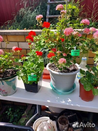 Пеларгония