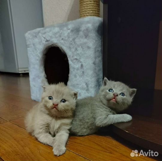 Британская