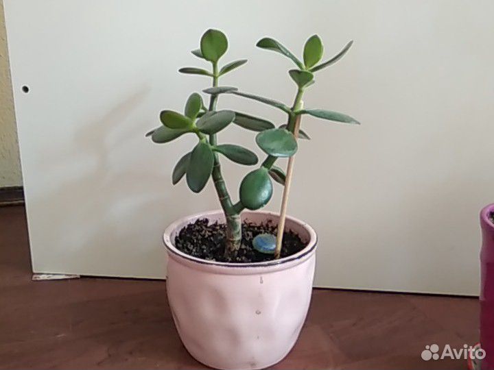 Дерево денег толстянка