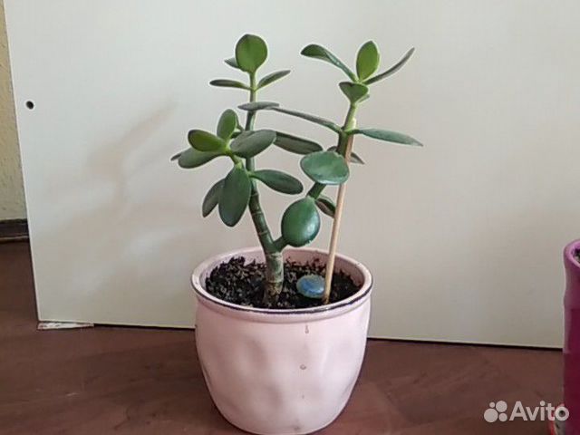 Дерево денег толстянка