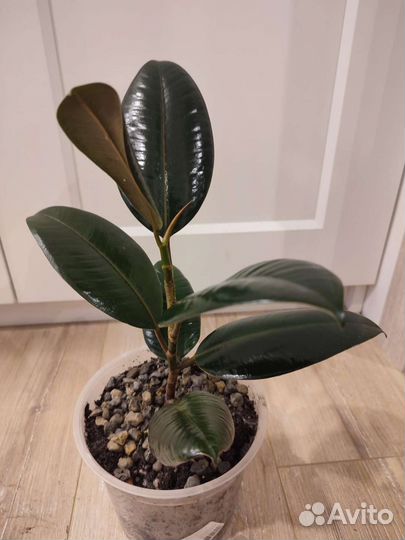 Фикус Чёрный принц эластика 800. Диффенбахия300