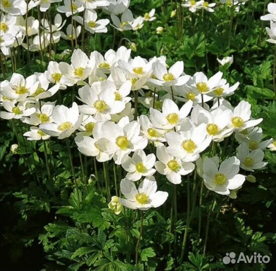 Многолетние цветы и кустарники