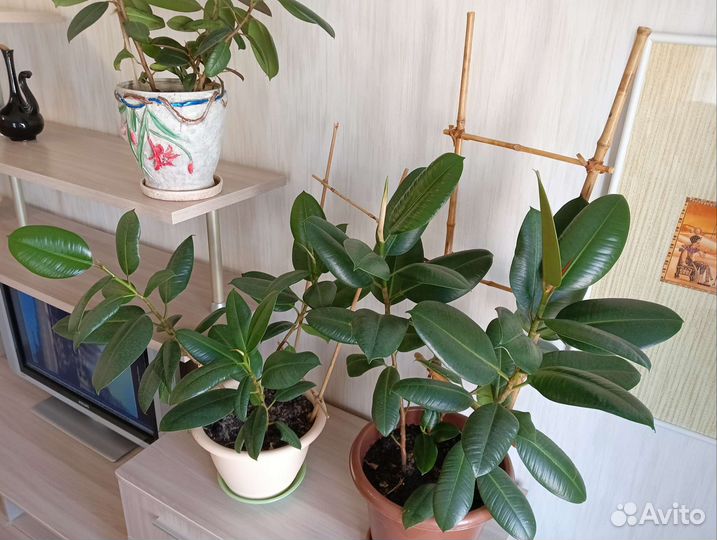 Три фикуса в одном горшке