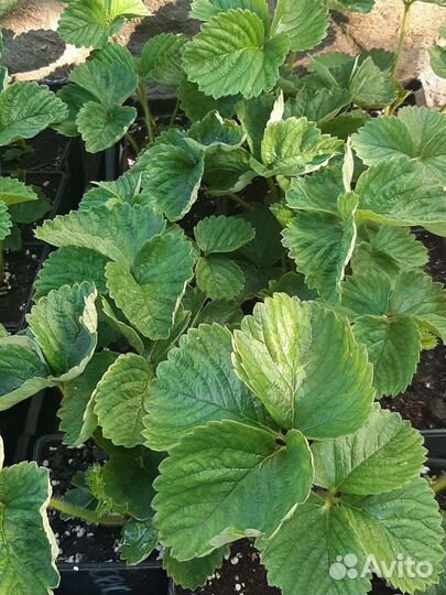 Саженцы клубники Альба, Азия, Сенсация