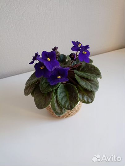 Фиалка в горшке