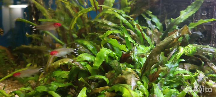 Криптокорина вендта