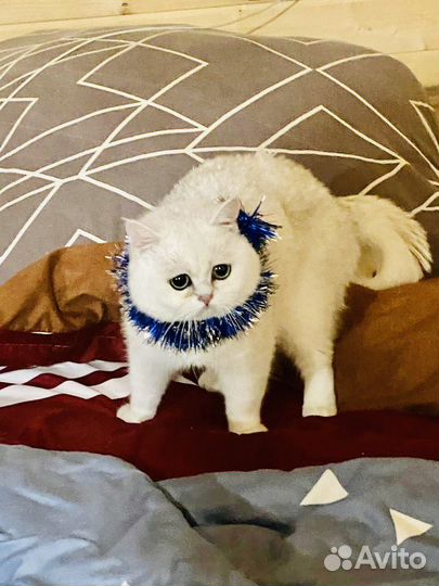 Кот британец вязка
