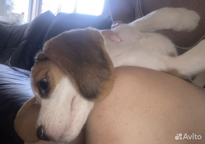 Щенок Бигля Девочка