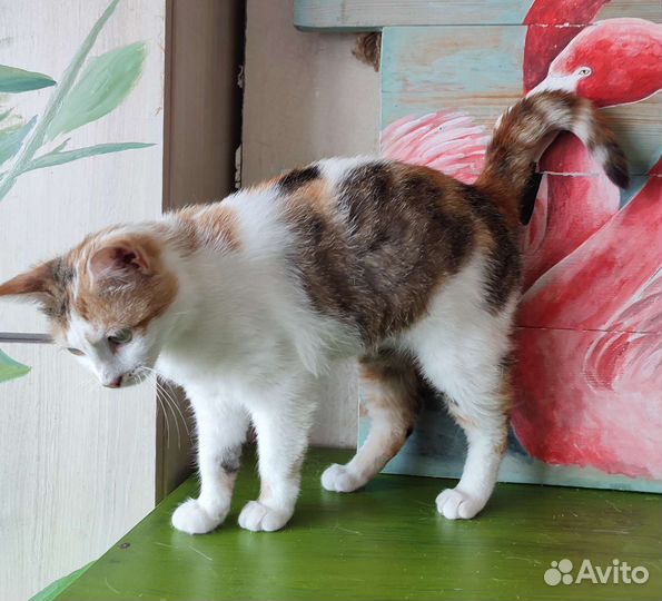 Кошка в дар