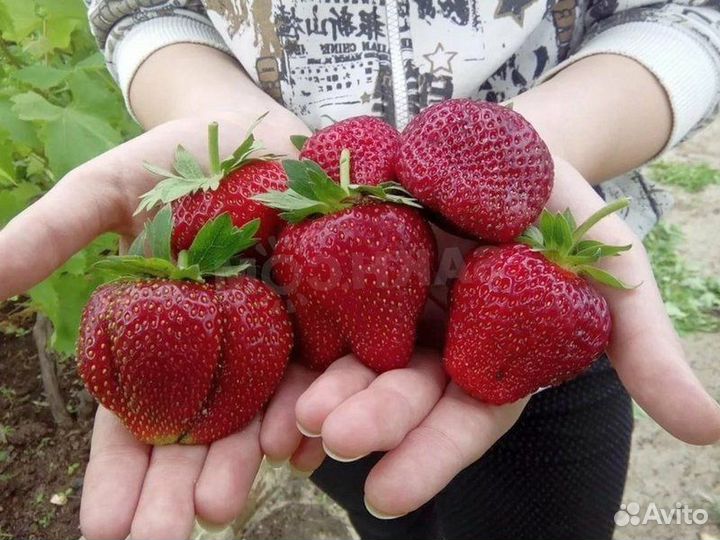 Саженцы клубники