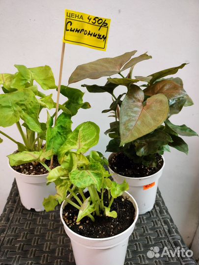 Монстера вариегат.Калатея, алоказия, филодендрон