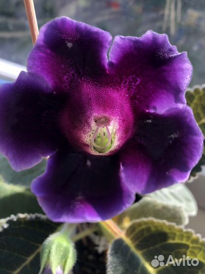 Цветы Тидея, Глоксинии,цветущие, с бутонами