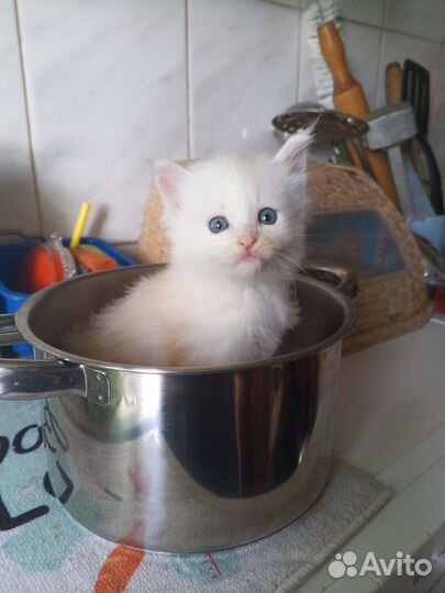 Малыши-Тигрята