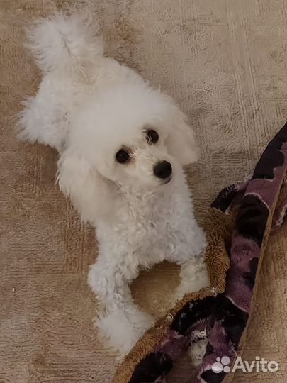 Карликовый пудель вязка