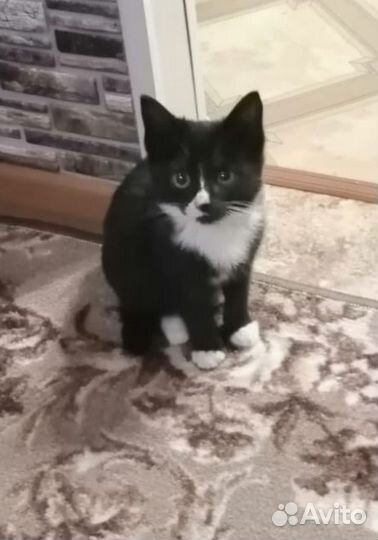 Кошка в дар