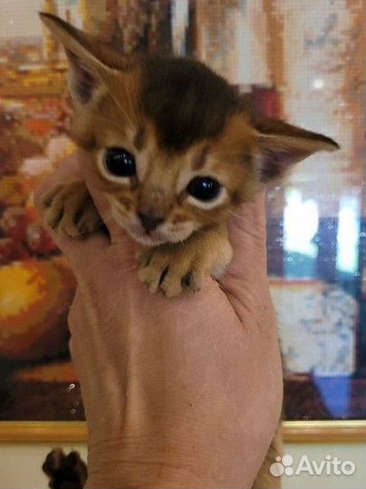 Абиссинская