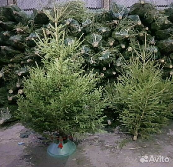 Елка ель сосна новогодняя живая