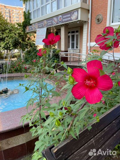 Сортовые гибискусы