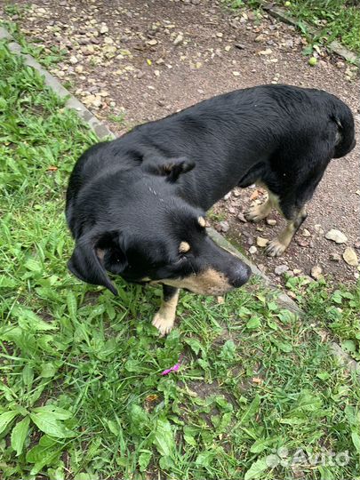 Найдена собака