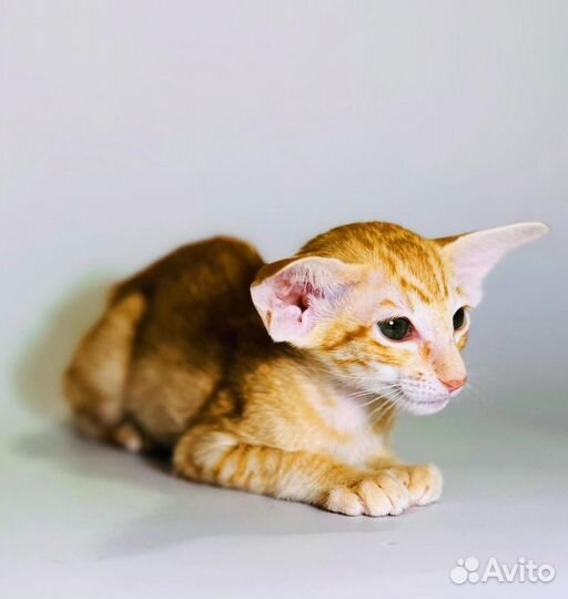 Ориентальные котята экстрим