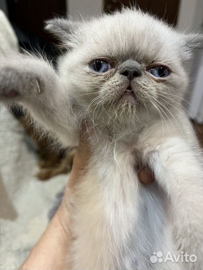 Продам котенка породистого экзот девочка и мальчик