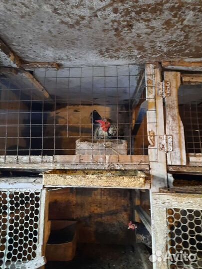 Куры петухи бентамка