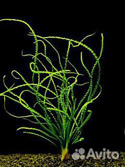 Аквариумные рыбки-растения