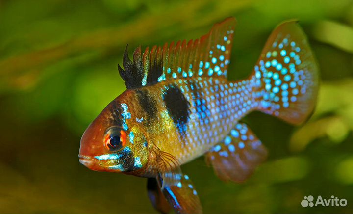 Аквариумные рыбки