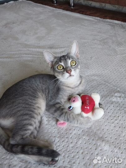 Кошечка 6 месяцев, стерилизованная в добрые руки