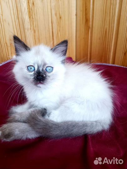 Невская маскарадная