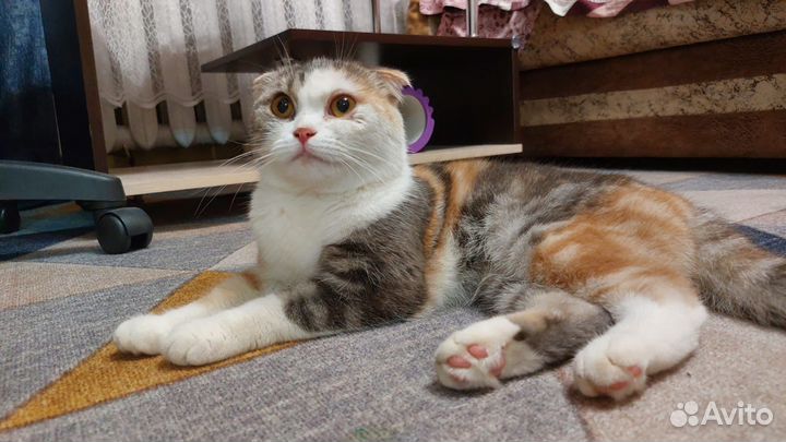 Британская вислоухая кошка