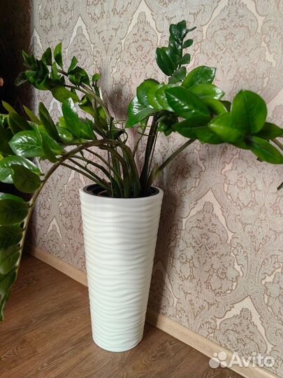 Замиокулькас