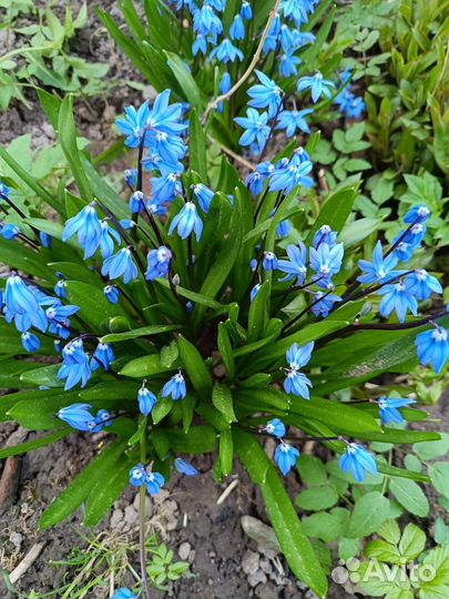 Многолетники, цветы