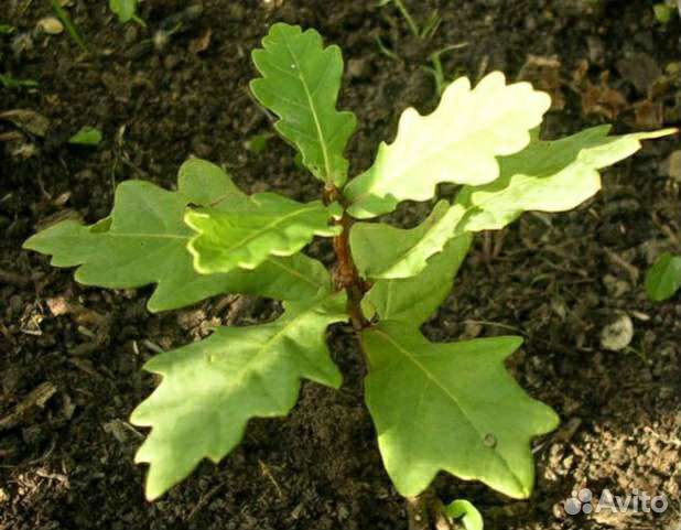 Саженцы дуба