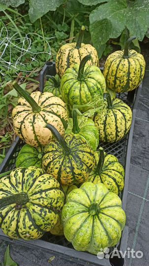 Тыква декоративная