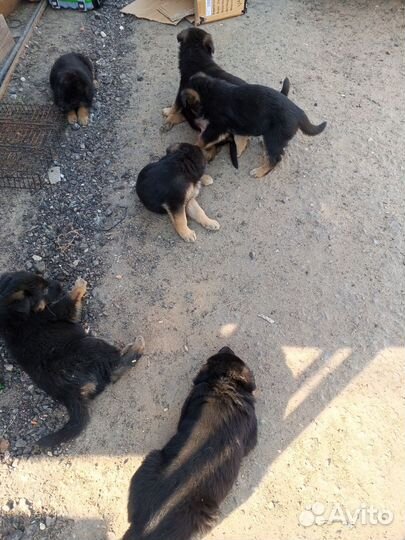 Щенки немецкой овчарки