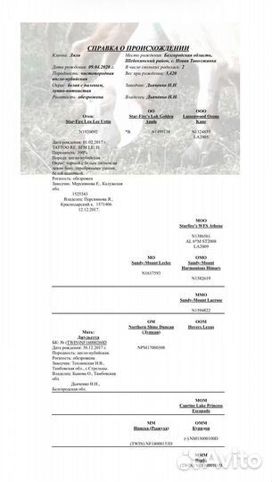 Нубийские козы