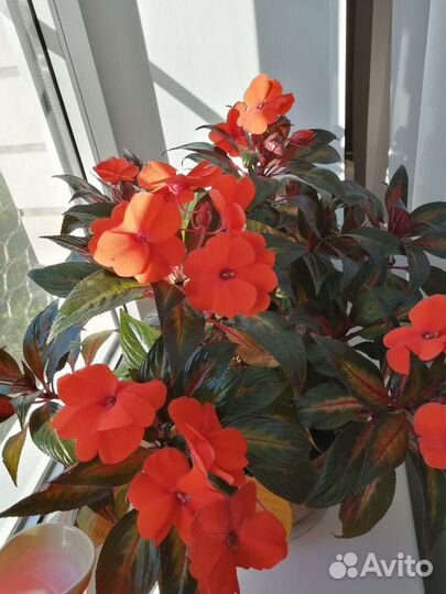 Бальзамины сортовые