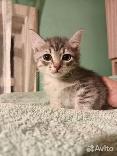 Котенок малыш