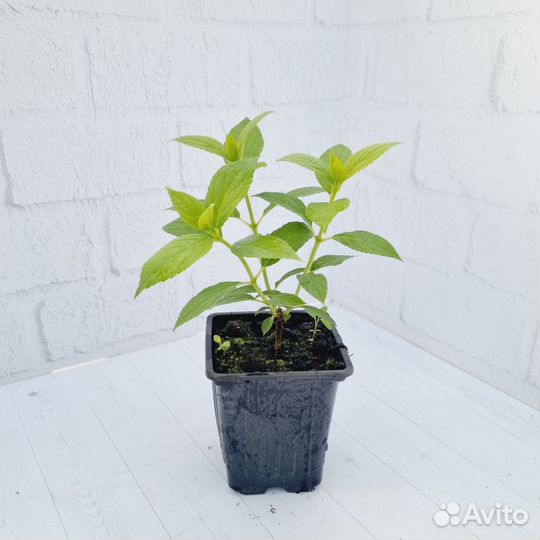 Гортензия метельчатая в ассортименте