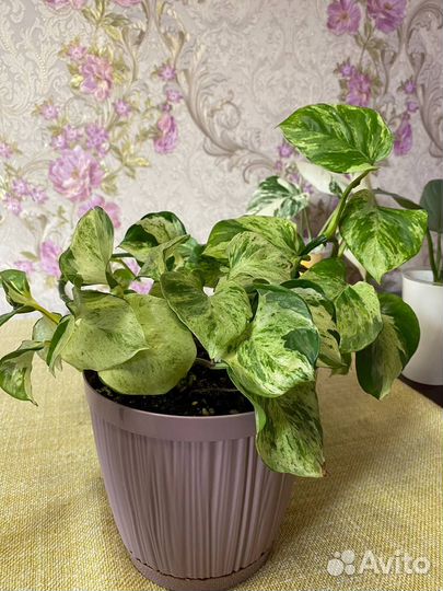 Эпипремнум Хэппи лиф