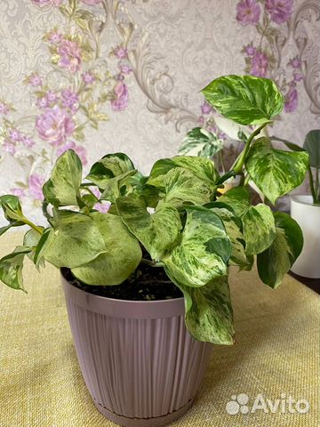 Эпипремнум Хэппи лиф