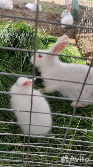 Кролики пуховые