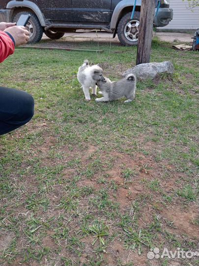 Щенки лайки и волкособа
