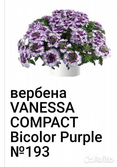 Вербена вегетативная