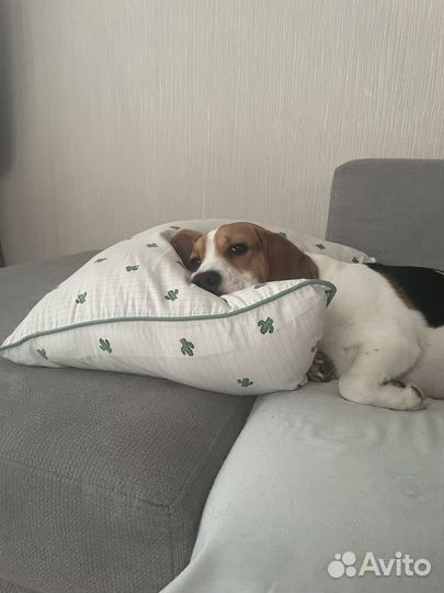 Бигль вязка