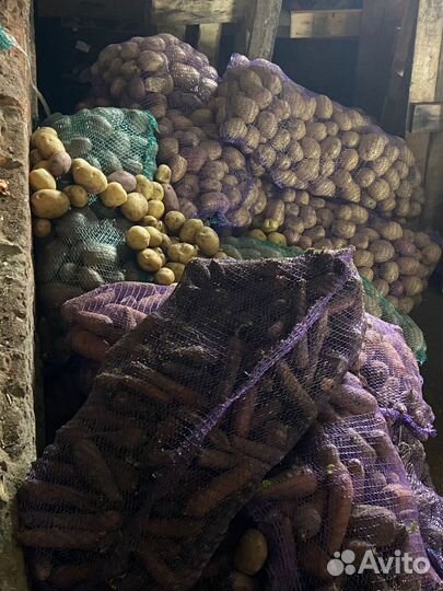 Продам овощи