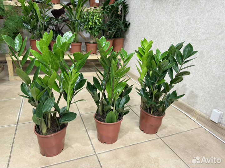 Замиокулькас