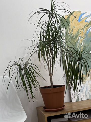Пальма живая драцена цветок комнатный растение